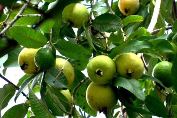 guava health tips