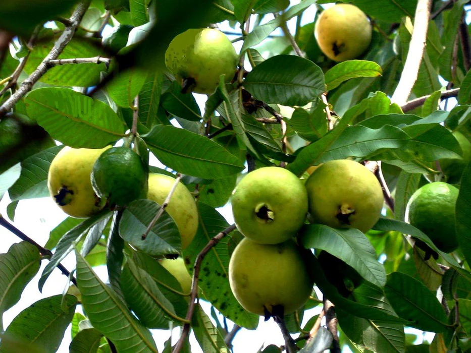 guava health tips